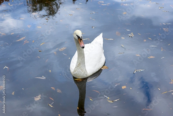 Fototapeta Graceful mute swan elegantly swims in a calm pond filled with fallen leaves, creating a mirror-like reflection of the soft sky, showcasing serenity and the beauty of nature, close up shot.