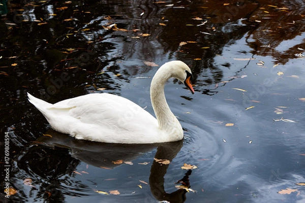 Fototapeta Elegant mute swan gracefully gliding on a serene lake with scattered fallen leaves, reflecting the beauty of the autumn season in a tranquil natural environment.