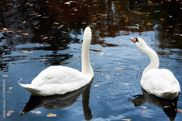 Fototapeta Two beautiful mute swans swim gracefully in a calm pond with scattered autumn leaves, their elegant white plumage creating a stunning contrast against the dark water, captured in a tranquil scene.