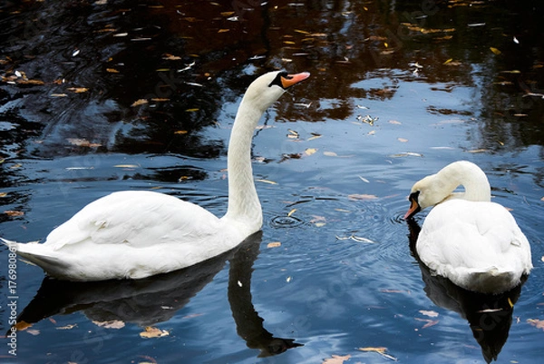 Fototapeta Two graceful mute swans swimming in a dark pond scattered with fallen leaves, reflecting a serene and picturesque natural scene with their white feathers in the dark water.