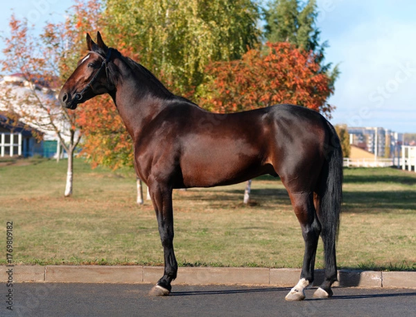 Obraz Horse. A thoroughbred horse of the Oryol Trotter breed. Harness racing. Trotting horse race. Side view. In full growth. Autumn background