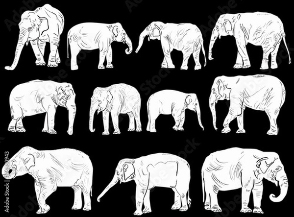 Fototapeta set of eleven elephants isolated on black