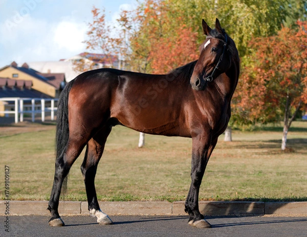 Obraz Horse. A thoroughbred horse of the Oryol Trotter breed. Harness racing. Trotting horse race. Side view. In full growth. Autumn background