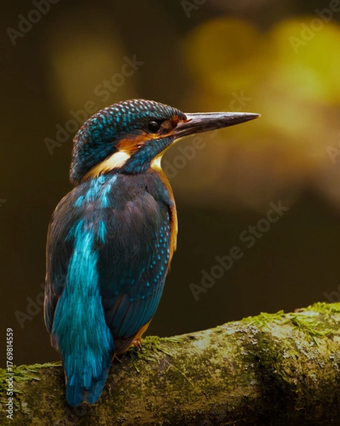Obraz kingfisher on the branch