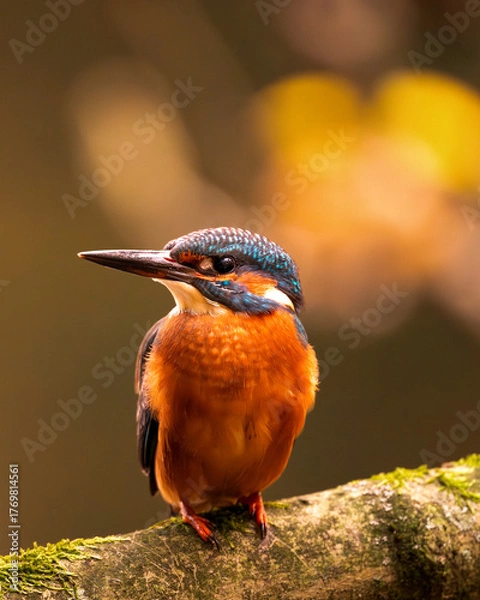 Obraz kingfisher on the branch