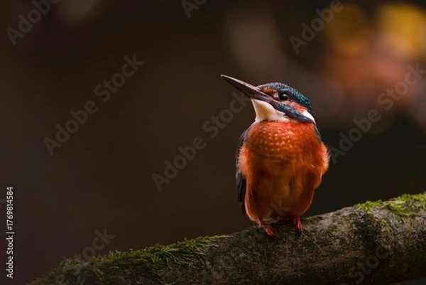 Obraz kingfisher on a branch