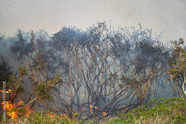 Fototapeta Wildfires fire burning with a lot of smoke, firefighters