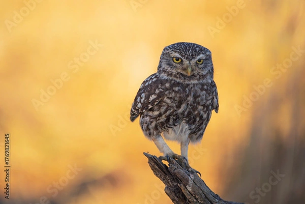 Fototapeta A little owl perched on a tree trunk.