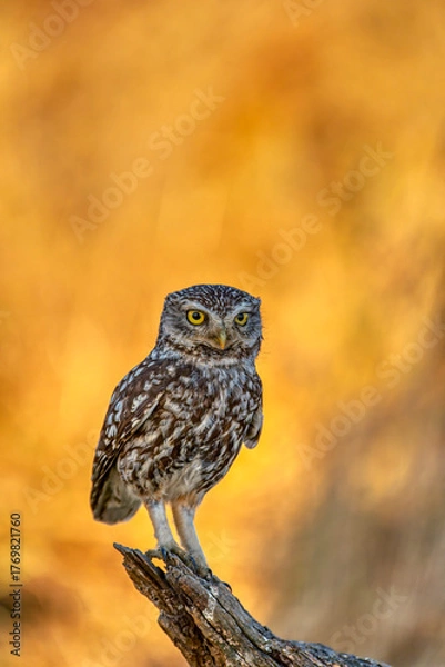 Fototapeta A little owl perched on a tree trunk.
