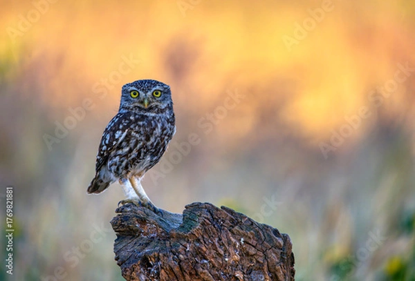 Fototapeta A little owl perched on a tree trunk.