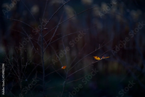 Obraz 冬の枯れ草