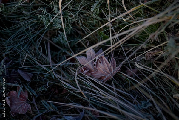 Obraz 霜がついた落ち葉