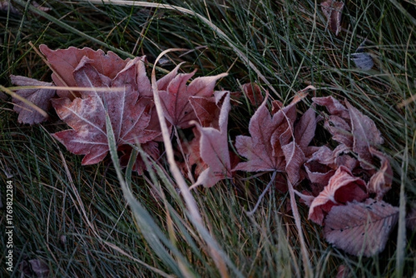 Obraz 霜がついた落ち葉