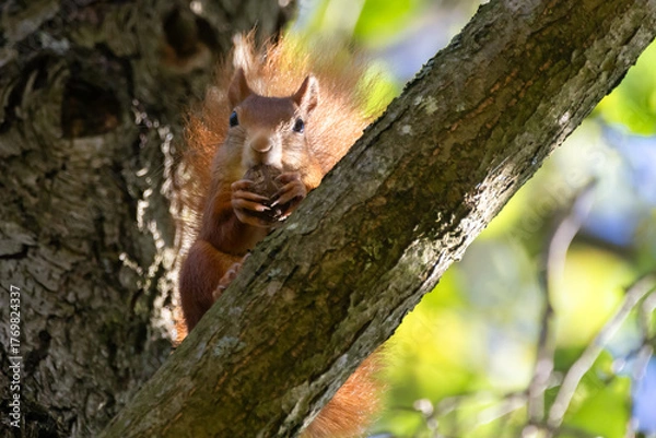Fototapeta Eichhörnchen mit Walnuss