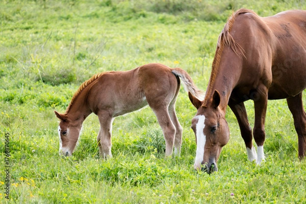 Fototapeta potrillo 2