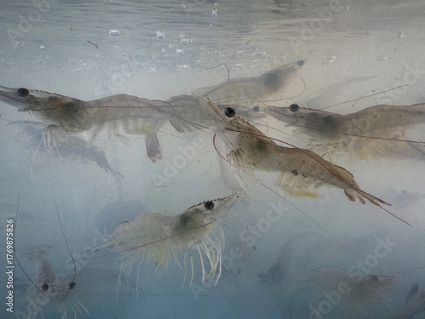Obraz Shrimp is swimming, fresh shrimp
