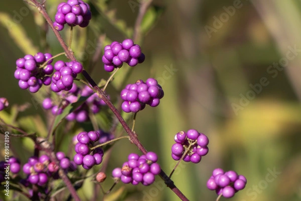 Fototapeta 野道を歩いていると一際目立つコムラサキの実