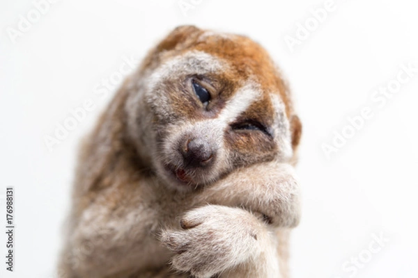 Fototapeta Carcass of a slow loris monkey for education.
