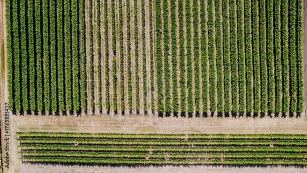 Fototapeta Rows of lush green vegetation highlight a well-maintained vineyard in the countryside during midday sunshine