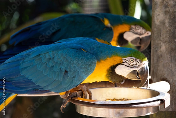 Fototapeta A yellow macaw on a silver metal bowl that is reflecting the sunlight and illuminating it and another macaw in the background out of focus