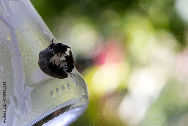 Fototapeta Three black bees in a bottle