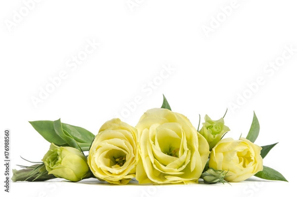 Obraz bouquet  of  green roses lying on white background