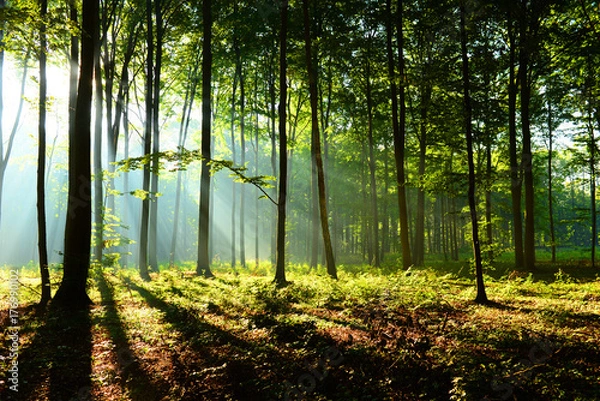 Fototapeta Forest landscape