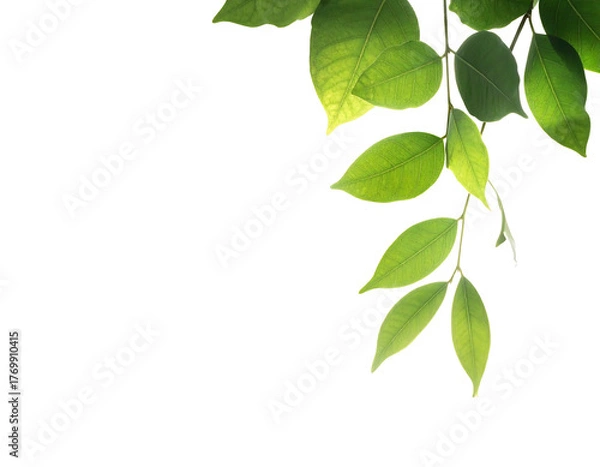 Fototapeta Translucent green leaves dangle against stark black, illuminated by soft light highlighting veins and textures