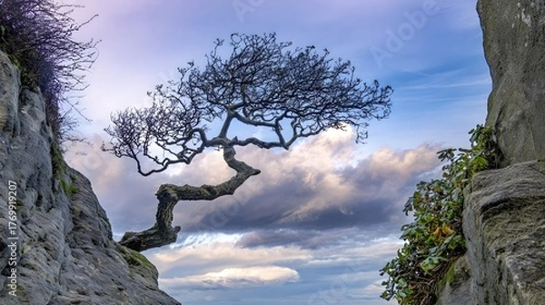 Obraz windswept. Solitary tree growing from rock crevice with windswept branches against dramatic sky. travel magazines, destination branding, designed for outdoor magazines and nature guides.