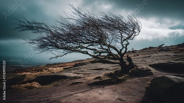 Obraz windswept. Solitary tree growing from rock crevice with windswept branches against dramatic sky. travel magazines, destination branding, designed for outdoor magazines and nature guides.