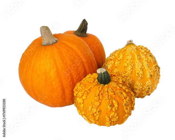 Fototapeta pumpkins isolated on white background.