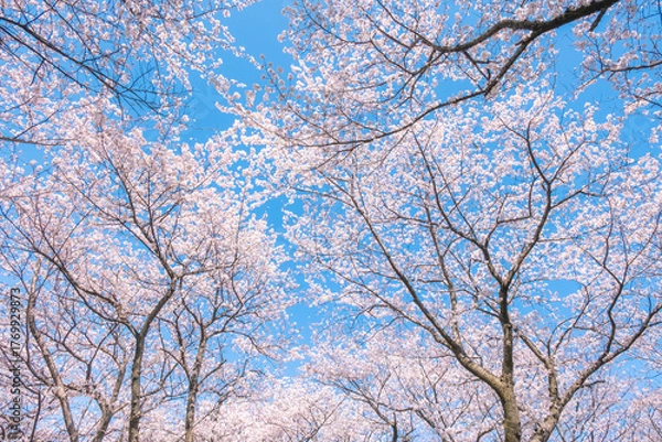 Fototapeta 桜　満開