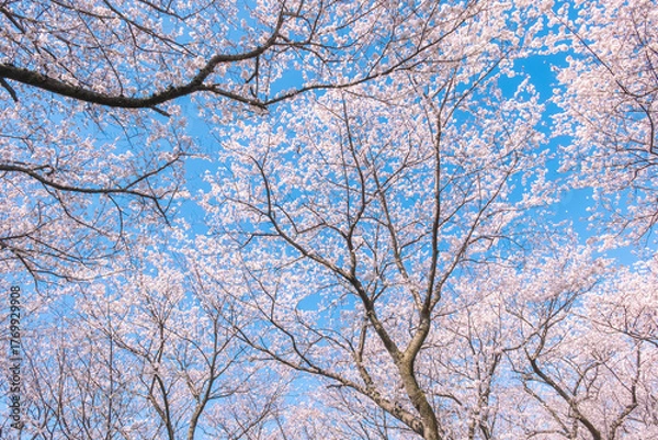 Fototapeta 桜　満開