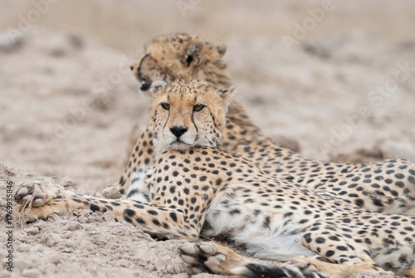 Fototapeta Two Cheetahs (Acinonyx jubatus) getting rest in dusty savanna – Amboseli National Park, Kenya