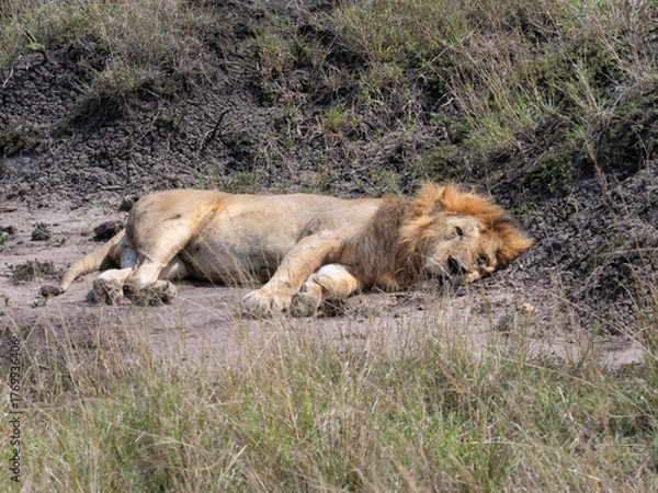 Fototapeta Male lion (Pantera leo) getting rest aster successful hunt in Maasai Mara National Reserve, Kenya