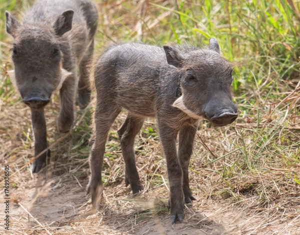 Obraz Piglet of African warthog (Phacochoerus africanus)  grazing in savanna,  Masai Mara National Reserve, Kenya.