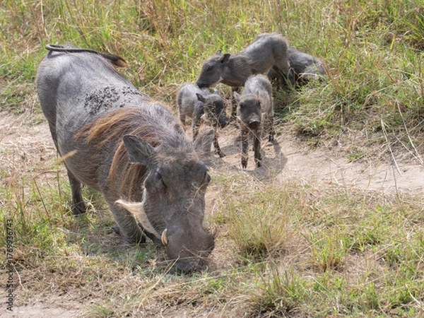 Fototapeta African warthog with piglets (Phacochoerus africanus)  grazing in savanna,  Masai Mara National Reserve, Kenya.
