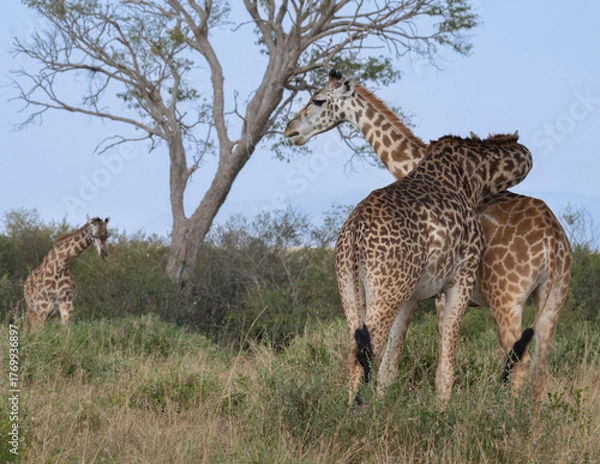 Fototapeta Maasai giraffes (Giraffa camelopardalis tippelskirchi) in Maasai Mara