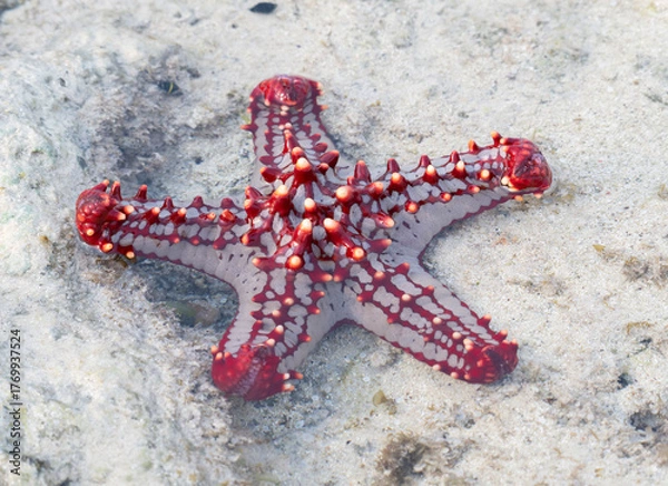 Fototapeta Red knobbed seastar (Protoreaster linckii) exposed on sandy shore at low tide in Watamu, Kenya