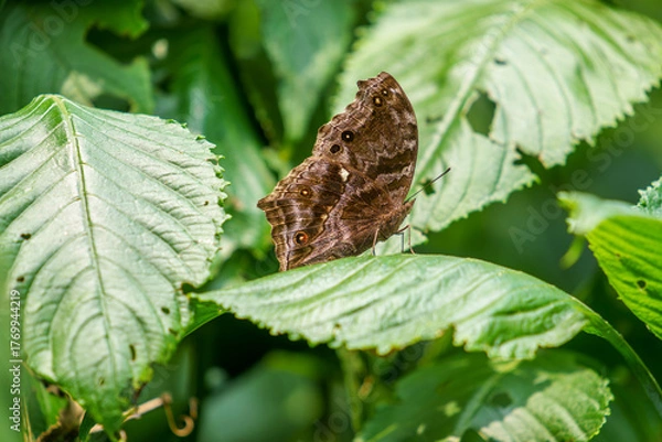 Fototapeta Eastern Blue Mother-of-Pearl or Junonia temora settled on green leafe with little caterpilars