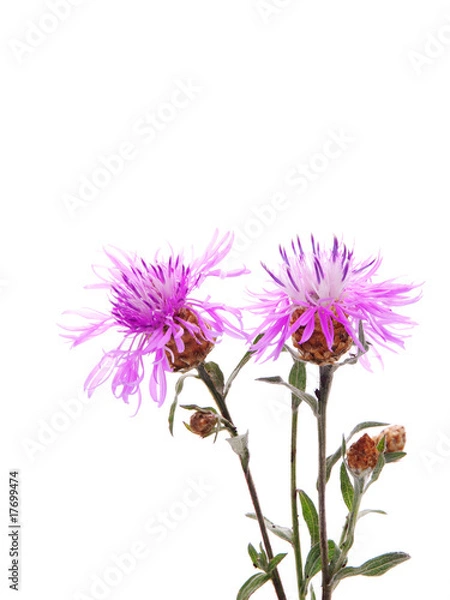 Obraz Cornflower against white