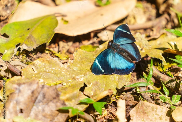 Fototapeta Preuss' forester or  Euphaedra preussi bright blue and balck winged butterflysho