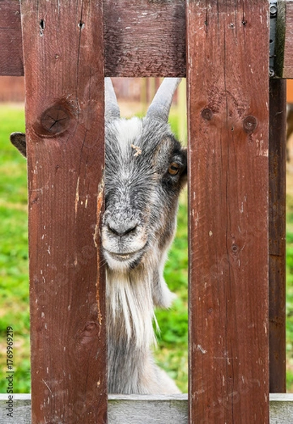 Fototapeta Gray domestic goat curiously peeking through a wooden fence on a green pasture in a rural farm setting.