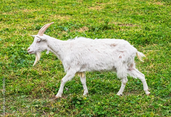 Fototapeta White domestic goat walking on green grass in a rural pasture on a summer day, side view of a farm animal with long beard and curved horns.