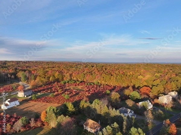 Obraz vineyards in autumn