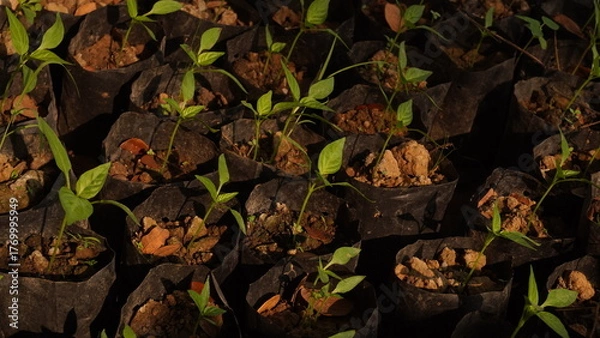 Obraz Tree seedlings tree fruit in the forest