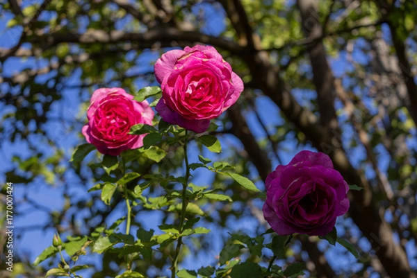 Obraz Three pink-magenta roses with green leaves in sunlight and shade, early autumn backyard, San Jose, California