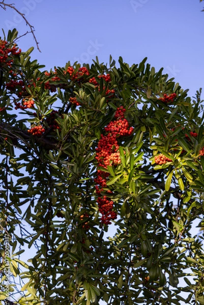Obraz Firethorn branches with berries against blue sky, early autumn backyard, San Jose, California