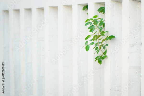 Fototapeta A green plant with vibrant leaves grows through a white vertical slatted fence.