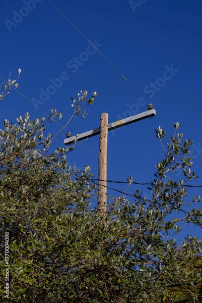 Obraz Feijoa tree branches with leaves and T-shaped electric pole under blue sky – early autumn backyard, San Jose, California